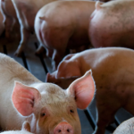 The Benefits of Buying Half or Whole Hogs Direct from the Farm