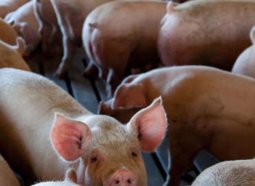 The Benefits of Buying Half or Whole Hogs Direct from the Farm
